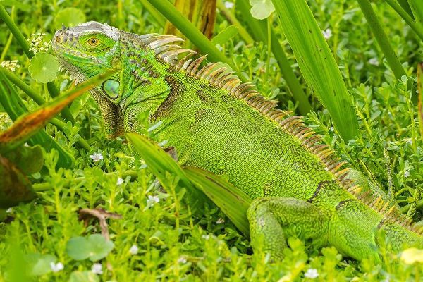 Florida-Wakodahatchee Wetlands Green iguana close-up